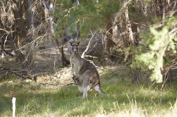 Yering Gorge Cottages By The Eastern Golf Club - Accommodation QLD 6