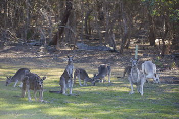 Yering Gorge Cottages By The Eastern Golf Club - Accommodation QLD 12