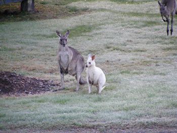 Yering Gorge Cottages By The Eastern Golf Club - Accommodation QLD 1