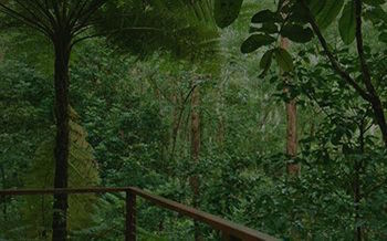 Kondalilla Eco Resort - Accommodation QLD 7