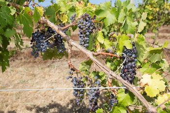 De'Vine Escape - Accommodation QLD 13