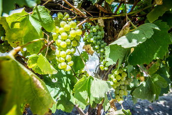 De'Vine Escape - Accommodation QLD 20