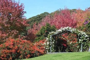 Terrigal Hinterland Bed And Breakfast - Accommodation QLD 11