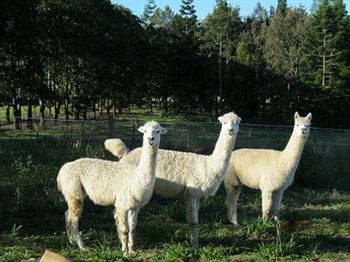 Beerwah QLD Accommodation QLD