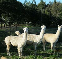 Blackwattle Farm BampB and Farm Stay - Accommodation QLD