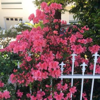 North Ryde Guest House - Accommodation QLD 31