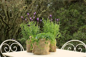 Parklands Country Gardens And Lodges - Accommodation QLD 5