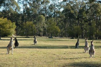 Hunter Hideaway Cottages - Accommodation QLD 10