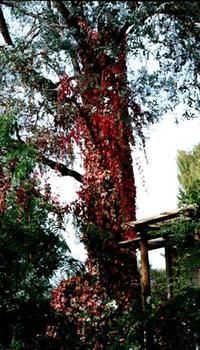 A Winter-rose Cottage B&B - Accommodation QLD 7