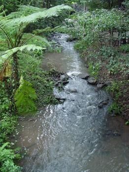 Treetops Accommodation Montville - Accommodation QLD 4