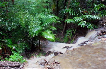 Treetops Accommodation Montville - Accommodation QLD 11