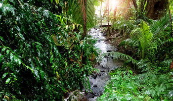 Treetops Accommodation Montville - Accommodation QLD 48