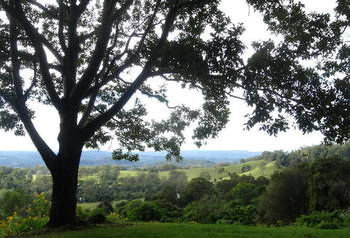 Treetops Accommodation Montville - Accommodation QLD 49
