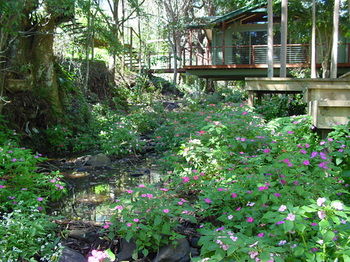 Treetops Accommodation Montville - Accommodation QLD 76