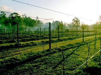 Hunter Country Lodge - Accommodation QLD 3