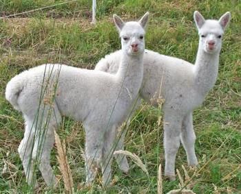 Valley Farm Vineyard Cottages - Accommodation QLD 2