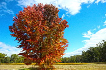Valley Farm Vineyard Cottages - Accommodation QLD 6