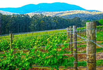 Valley Farm Vineyard Cottages - Accommodation QLD 10
