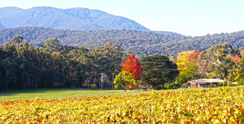 Valley Farm Vineyard Cottages - Accommodation QLD 11