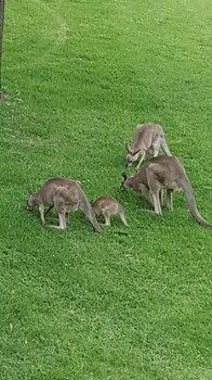 Villa Christian At Cypress Lakes Resort - Accommodation QLD 53