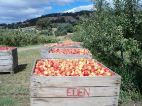 Eden Orchard And Farmstay - Accommodation QLD 1