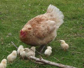 Eden Orchard And Farmstay - Accommodation QLD 3