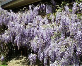 Elmshurst - Accommodation QLD 1