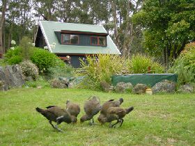 Tree Tops Cascades - Accommodation QLD 1