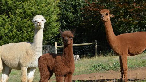 Folly Farm Rural Retreat - Accommodation QLD 5