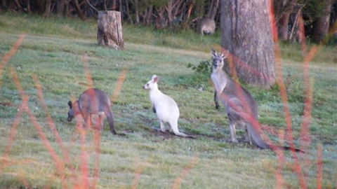 Yering Gorge Cottages - Accommodation QLD 4