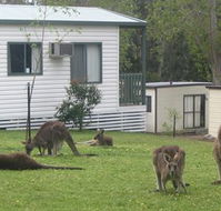Halls Gap Caravan Park - Accommodation QLD