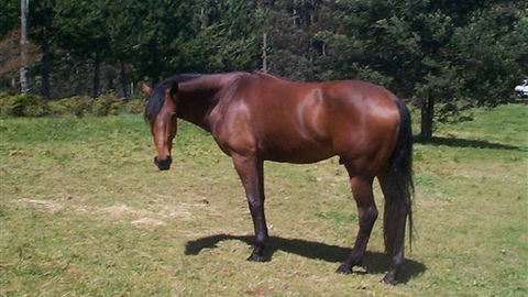 Carinya Park - Accommodation QLD 2