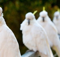 Aireys Inlet Getaway Resort - Accommodation QLD