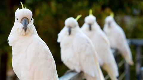 Aireys Inlet Getaway Resort - Accommodation QLD 0