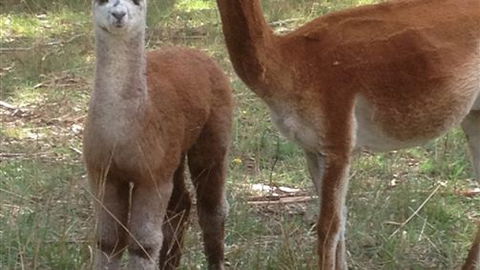 Chestnut Springs - Accommodation QLD 6