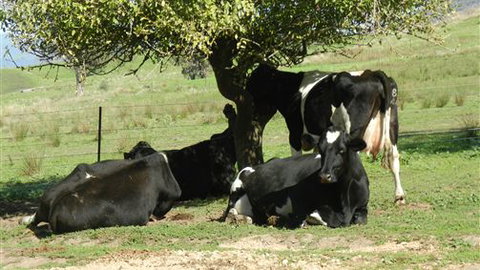 Willy's Holiday House - Accommodation QLD 0