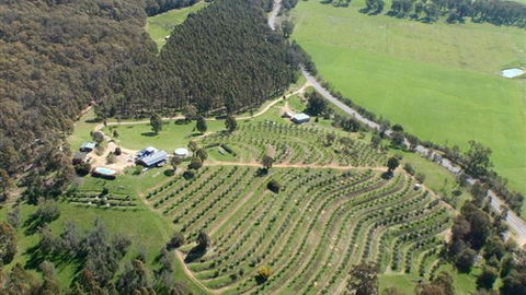 Karoonda Olive Grove Retreat At Mt Buffalo Olives - Accommodation QLD 2