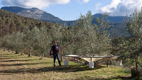 Karoonda Olive Grove Retreat At Mt Buffalo Olives - Accommodation QLD 3