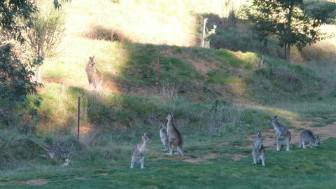 Karoonda Olive Grove Retreat At Mt Buffalo Olives - Accommodation QLD 6