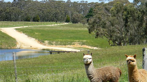 Cygnet Park Country Retreat - Accommodation QLD 3