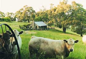 Adelaide Hills Country Cottages - Gum Tree Cottage - Accommodation QLD 1