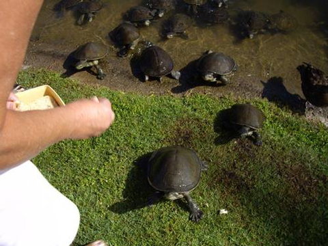 Alexander Lakeside Bed & Breakfast - Accommodation QLD 2