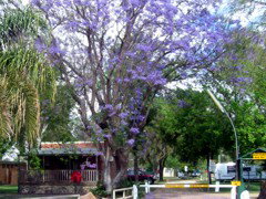 BIG4 Forbes Holiday Park - Accommodation QLD 3