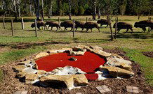 Aranyani Bison Adventure Tourist Park - Accommodation QLD 5