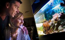 BIG4 Northstar Holiday Resort And Caravan Park - Accommodation QLD 4