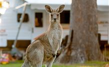 BIG4 Sunshine South West Rocks Holiday Park - South - Accommodation QLD 3