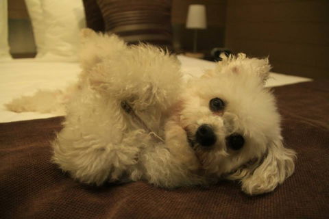 Room Motel - Kingaroy - Accommodation QLD 5