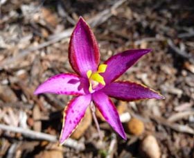 Mt Trio Bush Camp And Caravan Park - Accommodation QLD 2