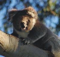 Bimbi Park Camping Under Koalas - Accommodation QLD