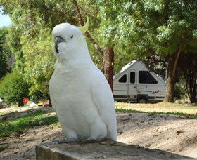 Glamping In The Grampians - Halls Gap Lakeside Tourist Park - Accommodation QLD 2